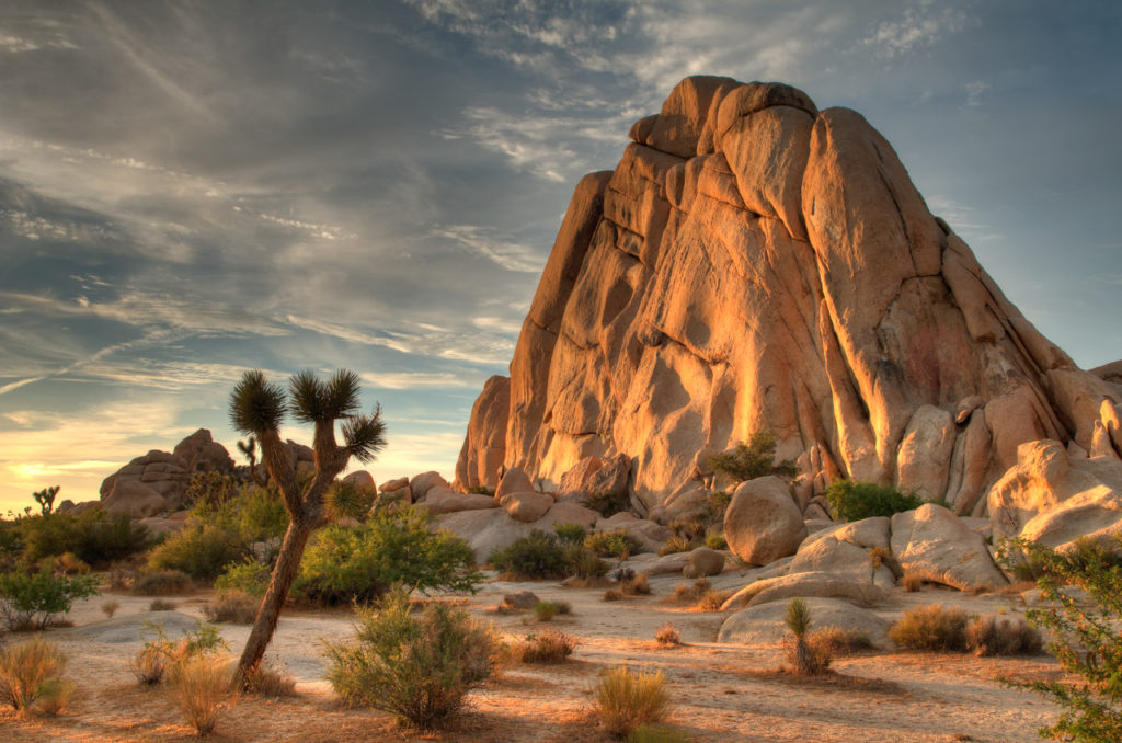 I love Joshua Tree