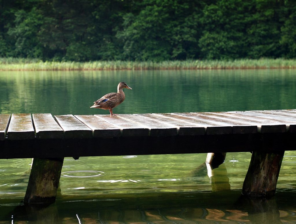 best dock to fish