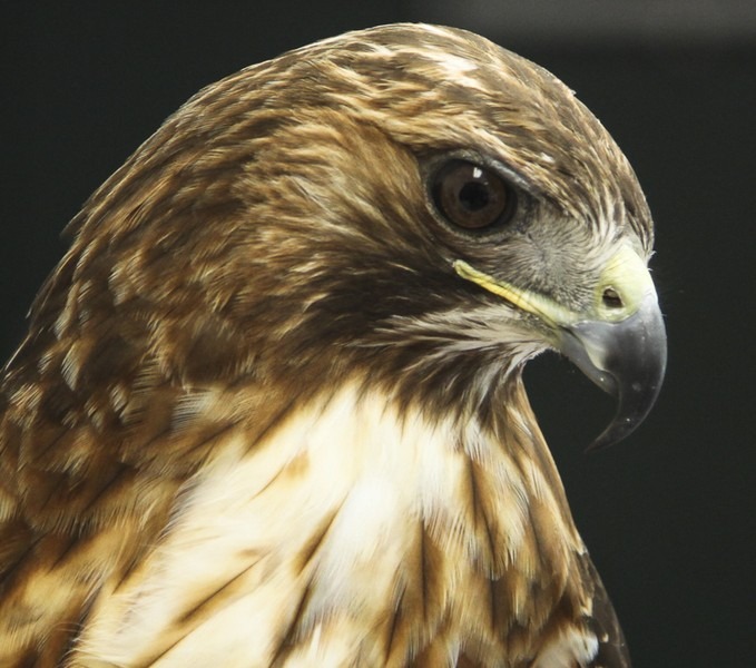 wildlife image of red tailed hawk