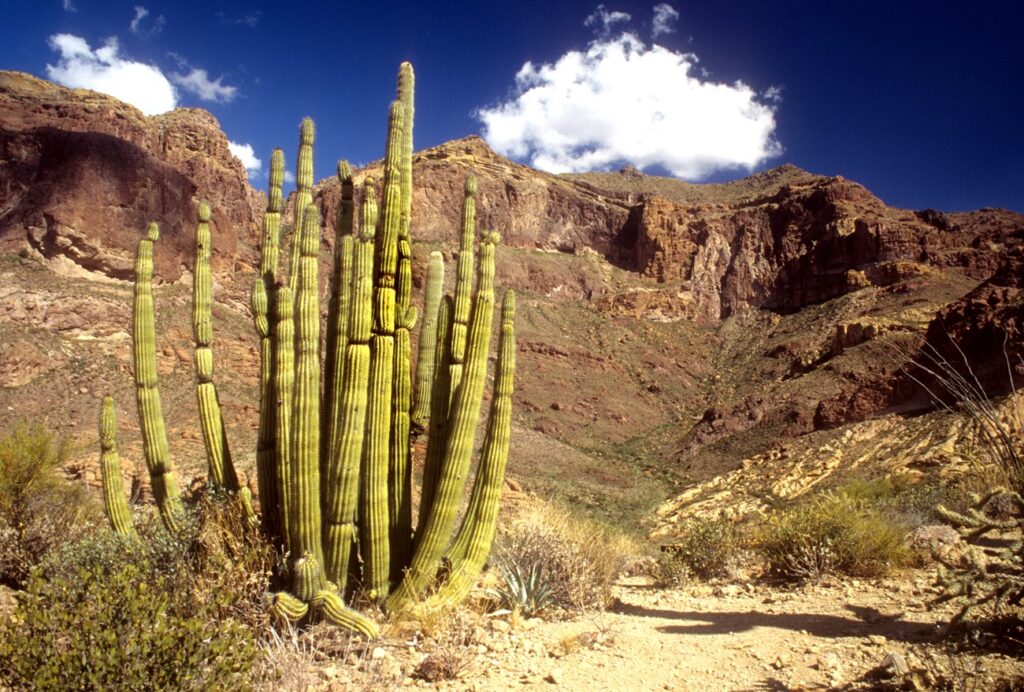 book-you-trip-to-organ-pipe-cactus-park-find-place-to-stay