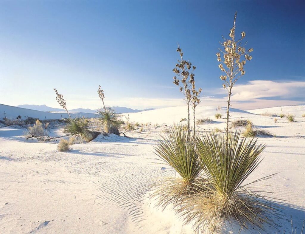 nature-deprived-visit-to-New-Mexico-White-Sands